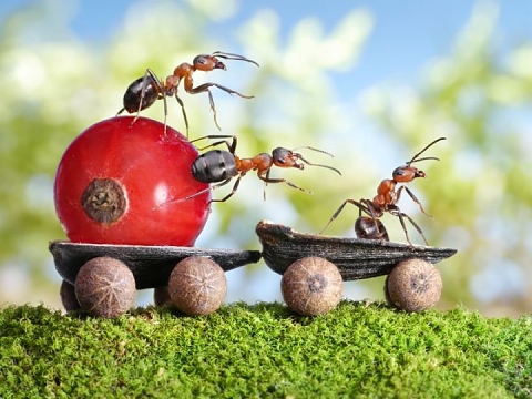 Премахване на мравки с натурални средства