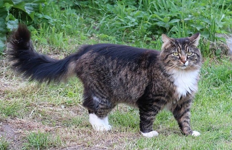 Норвежка горска котка: характер и любопитни факти на породата