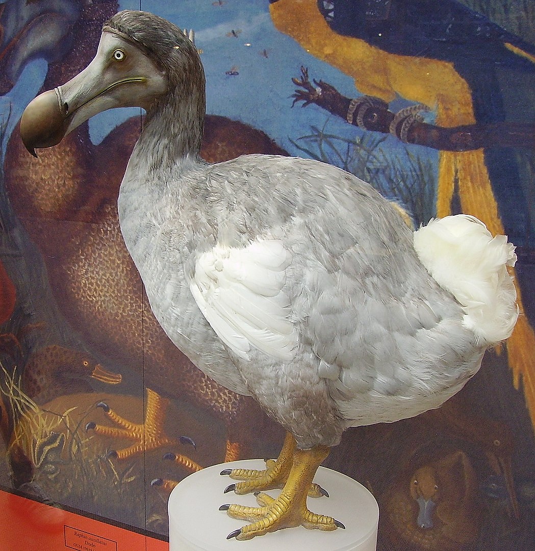 Птицата Додо последно е забелязана през 1662 г. на остров Мавриций и оттогава се смята за изчезнал вид.