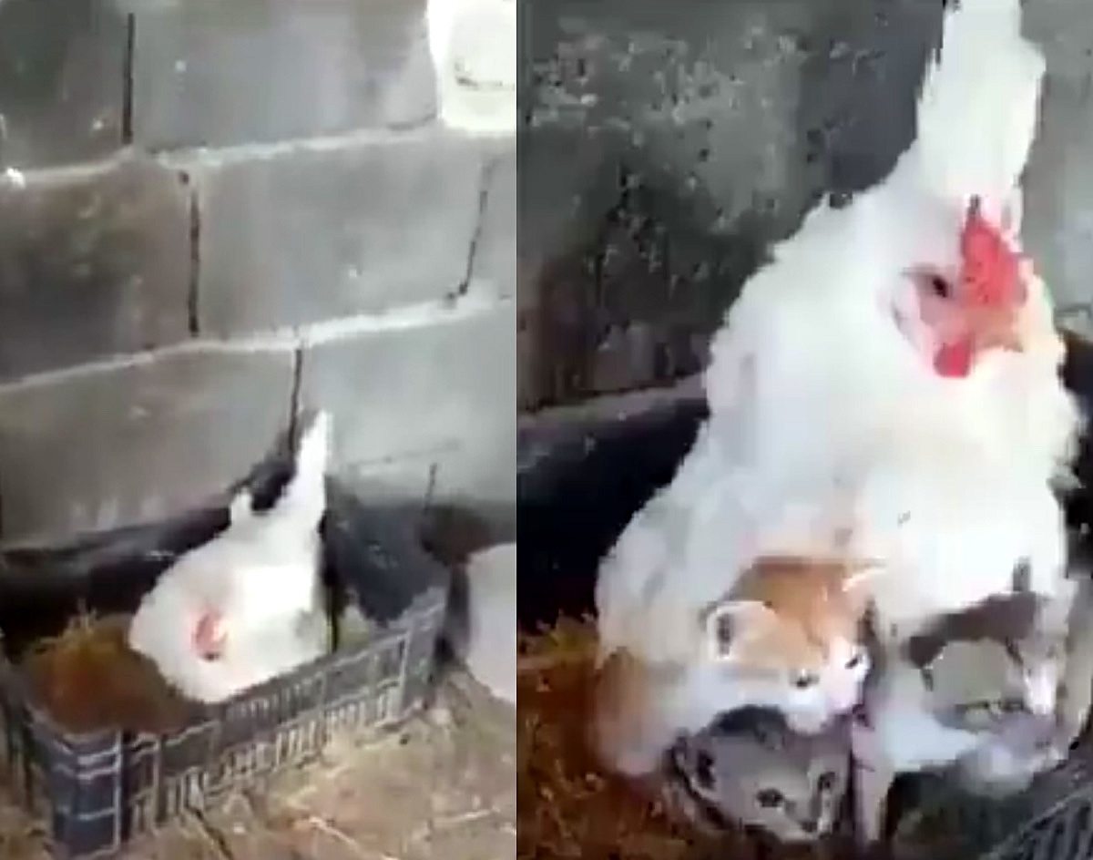 „Необичайно семейство“: Кокошка реши да отгледа три котенца (видео)