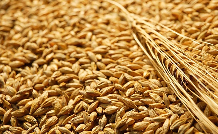 Отглежданият още от траките лимец е представител на род пшеница.