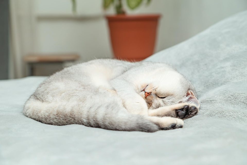 котките никога не спят на едно и също място