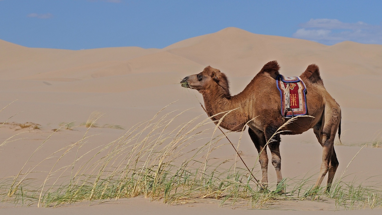 В Улан Батор можеш да си купиш камила с тугрици.