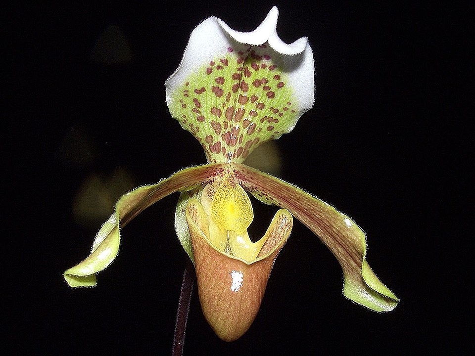 Растението Венерина пантофка е от семейство Орхидеи.