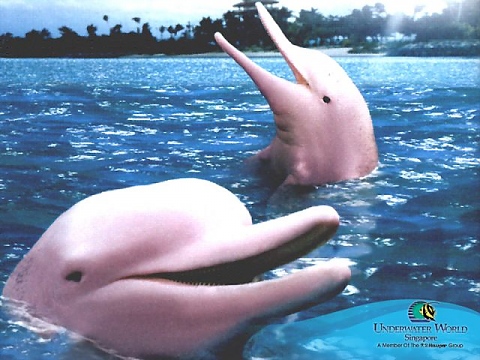 Речни розови делфини