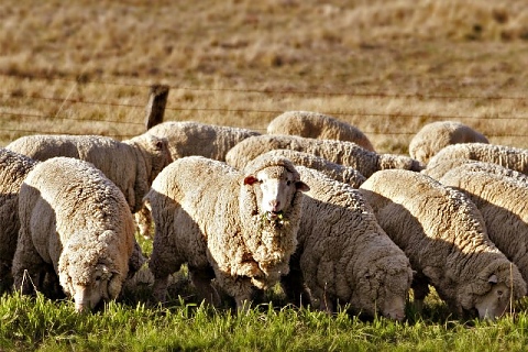 притча за овцете