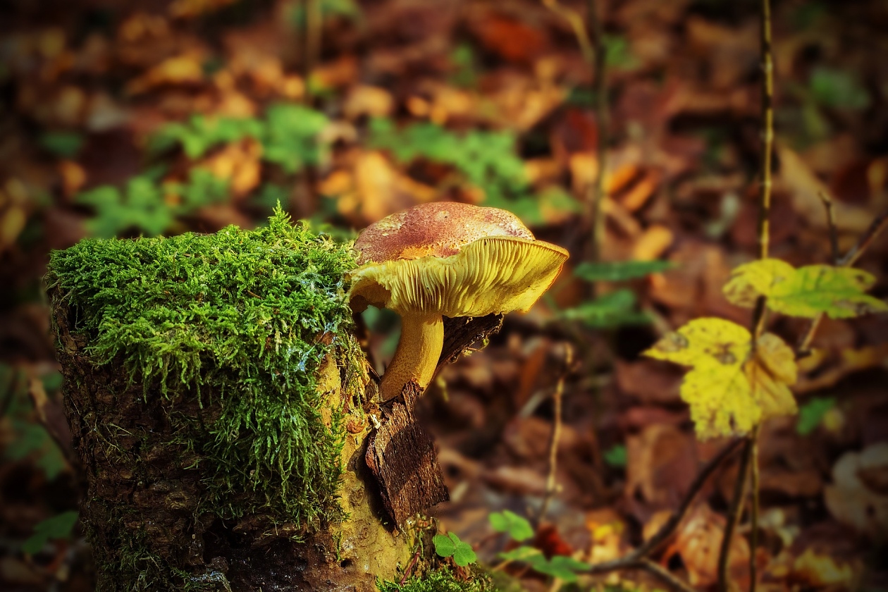 Есен в гората, Димитър Спасов