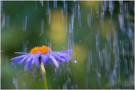 Тихият пролетен дъжд, Николай Лилилев