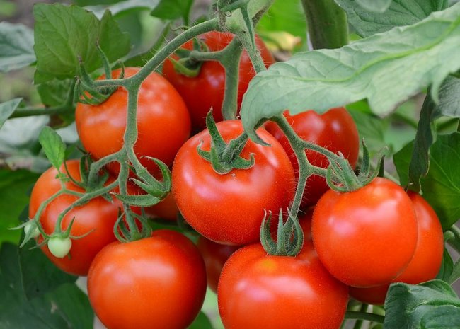 Торене на домати с естествени средства