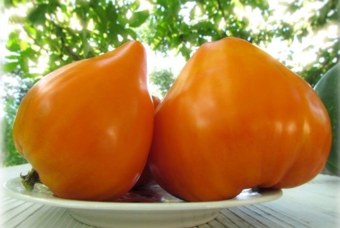 Екзотични сортове домати Оранжева ягода