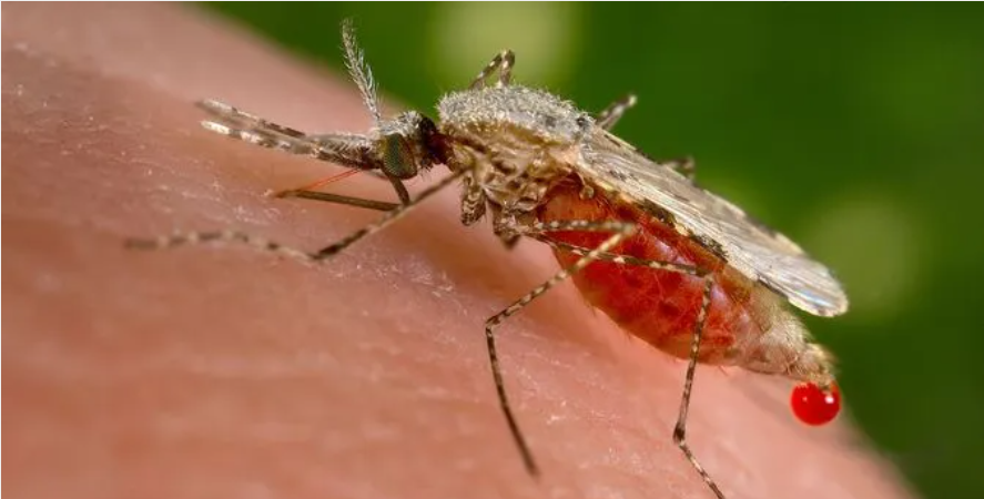 Защо жилят комарите