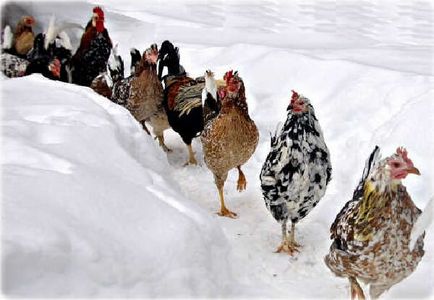Кокошки носачки през зимата
