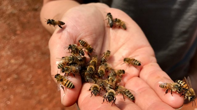 Митове за пчелите