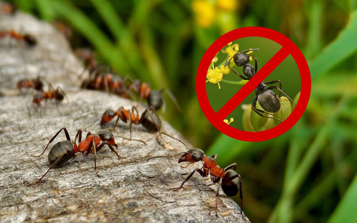 Борба с мравките в градината
