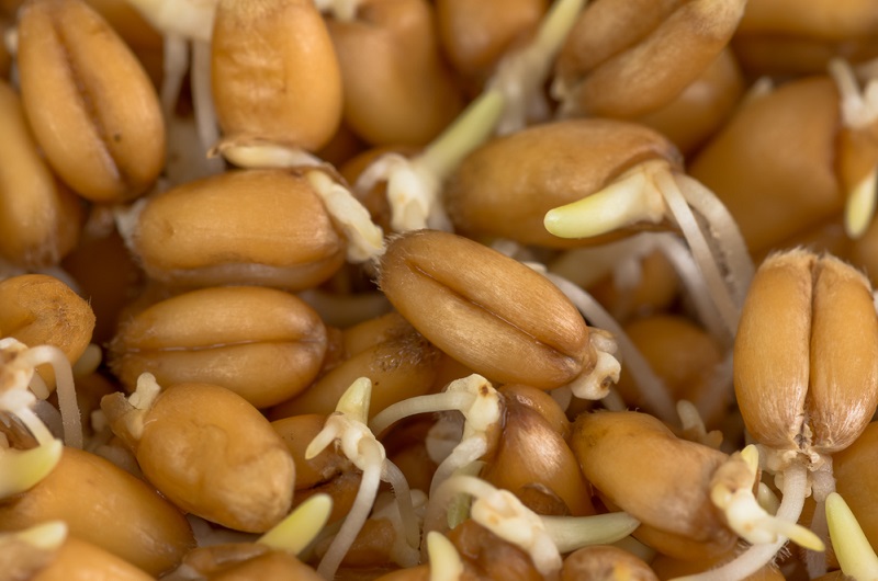 Признаци на непоносимост към глутен пшеница диета