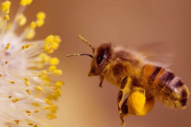 Пчелен прашец полезни свойства
