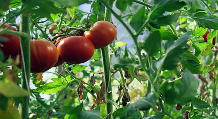 Разсад домати пипер побледнява