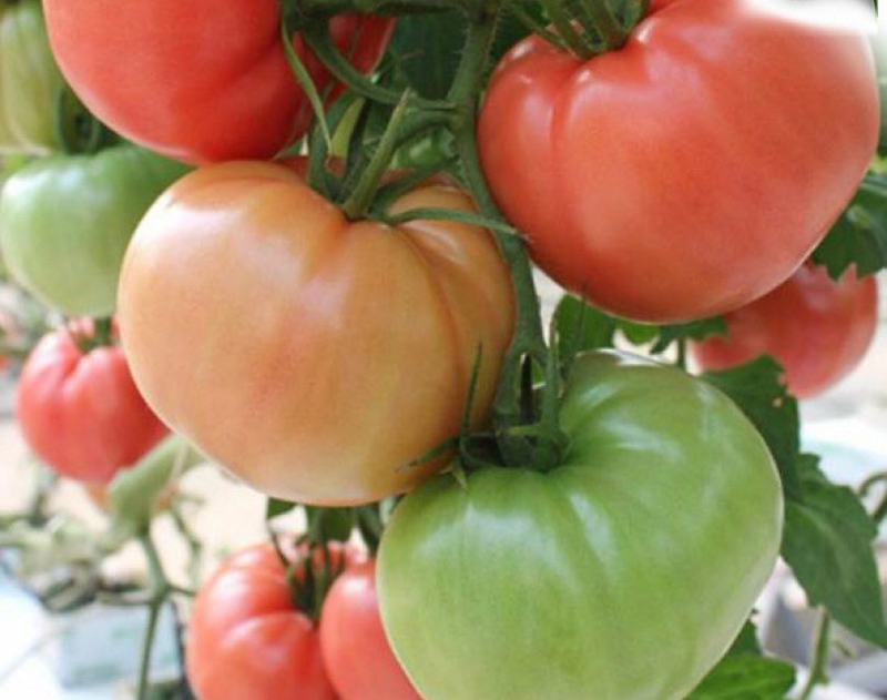 Разсад домати