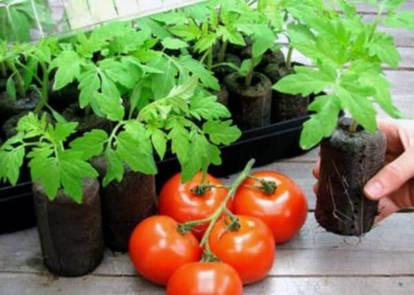 Разсад домати