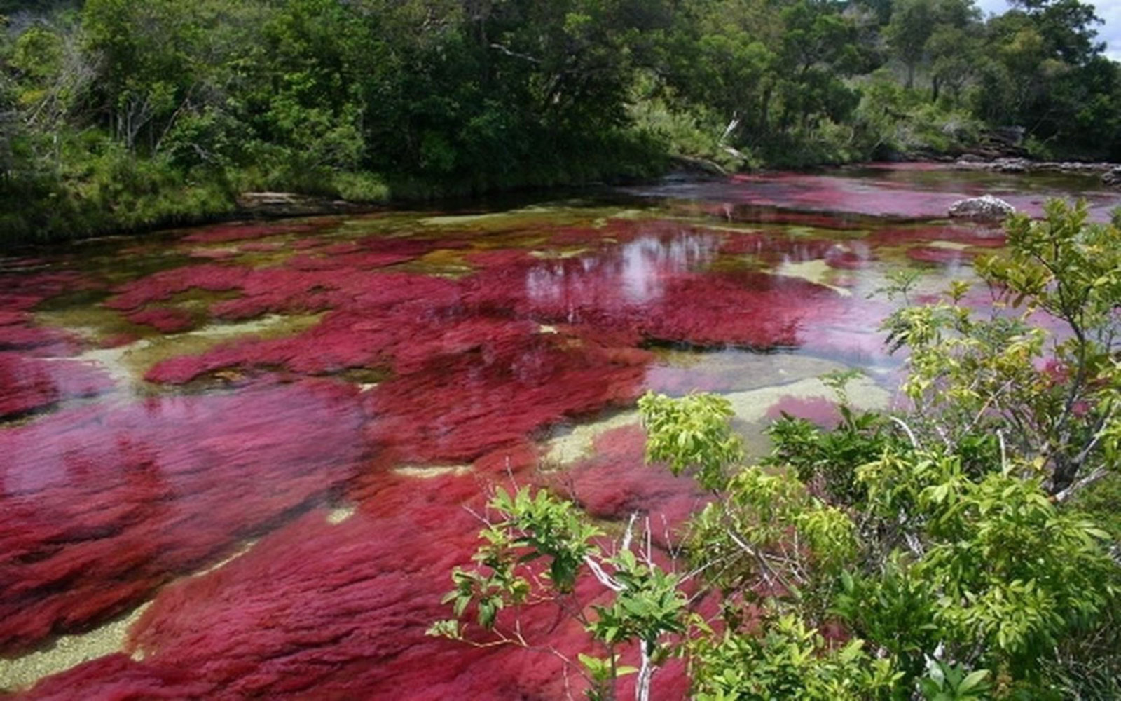 Река Caño Cristales в Колумбия