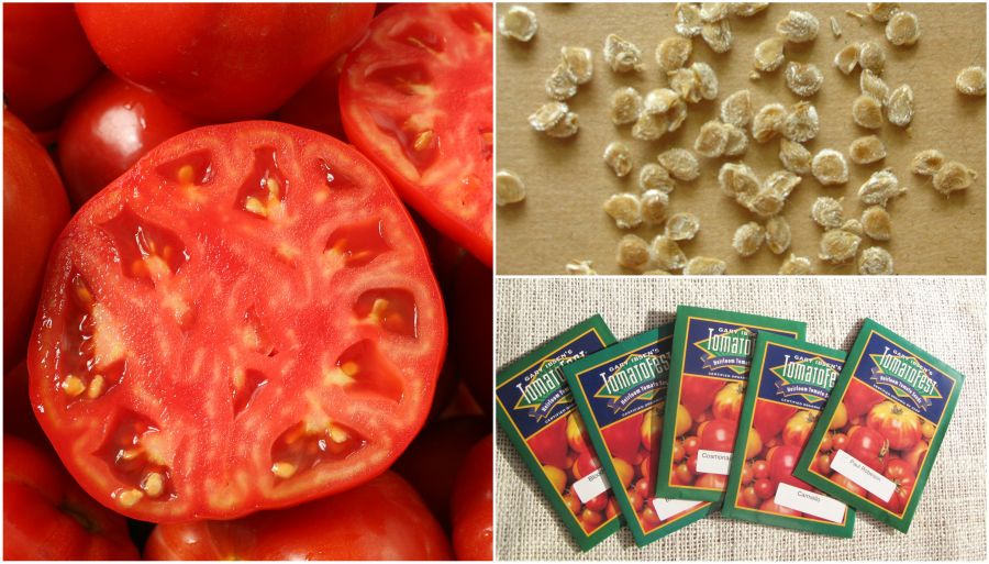 Семена домати съвети за разсад