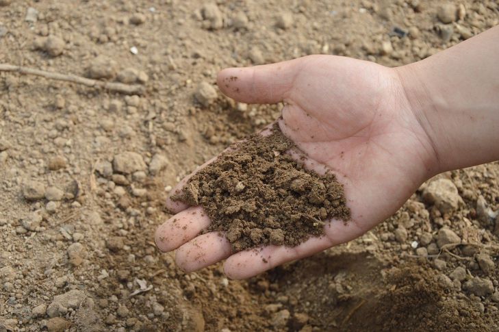 Сидерати зелен тор срещу сбита почва