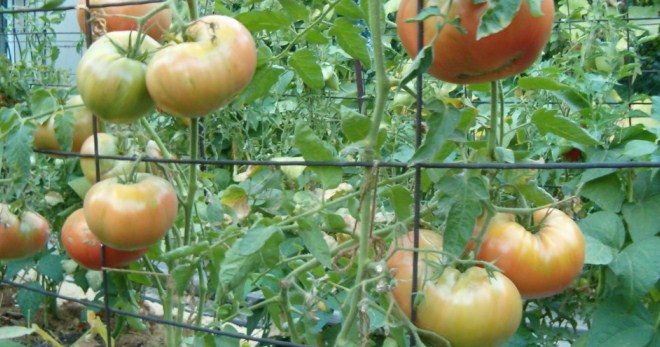 Грижи за доматите в оранжерията