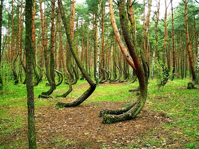 Уникалната Крива гора в Полша