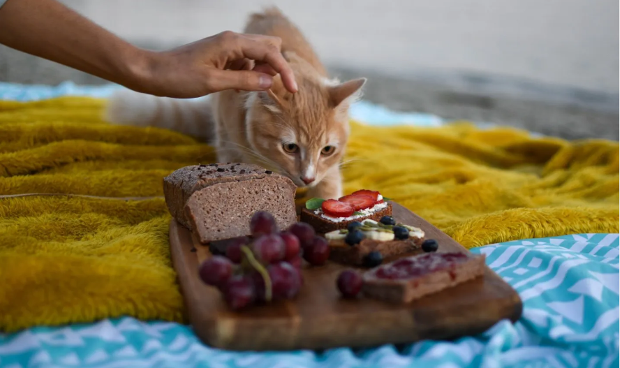 Храна, която да не се дава на котки