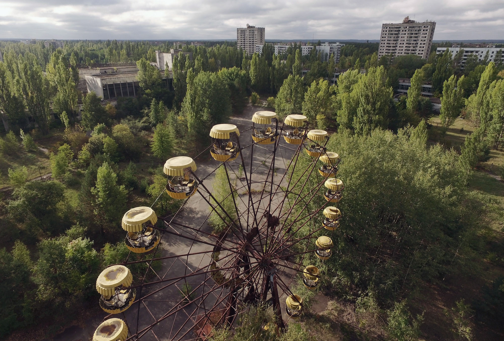 Чернобил растения