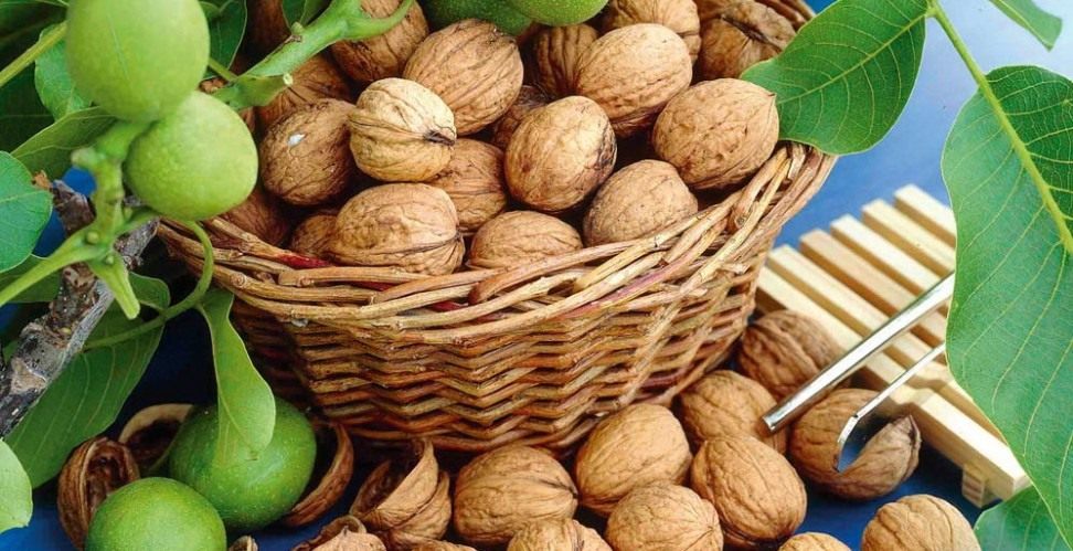 Зелени орехи ползи
