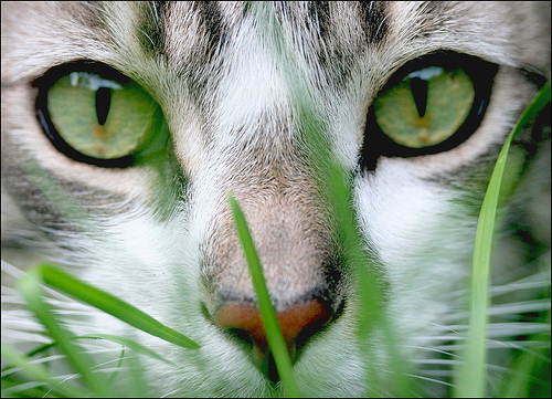 Котешката трева намалява тревожността