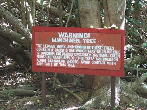 Мансанильо - най-отровното дърво на света