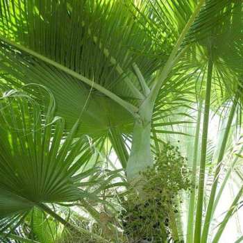 Бамбуковата палма пречиства въздуха
