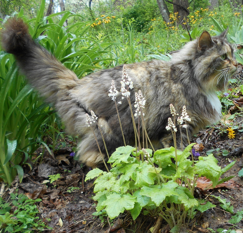 Котка в градината 