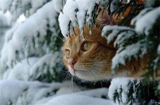 Котка лови мишки в снега
