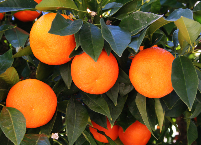 портокалите тонизират