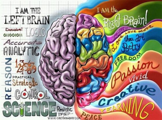 Структура на мозъка