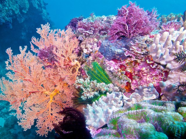 Големият коларов риф