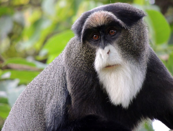 Маймуната де Браза струва 10 000 долара