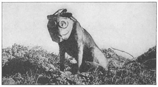 Куче с противогаз, Първа световна война