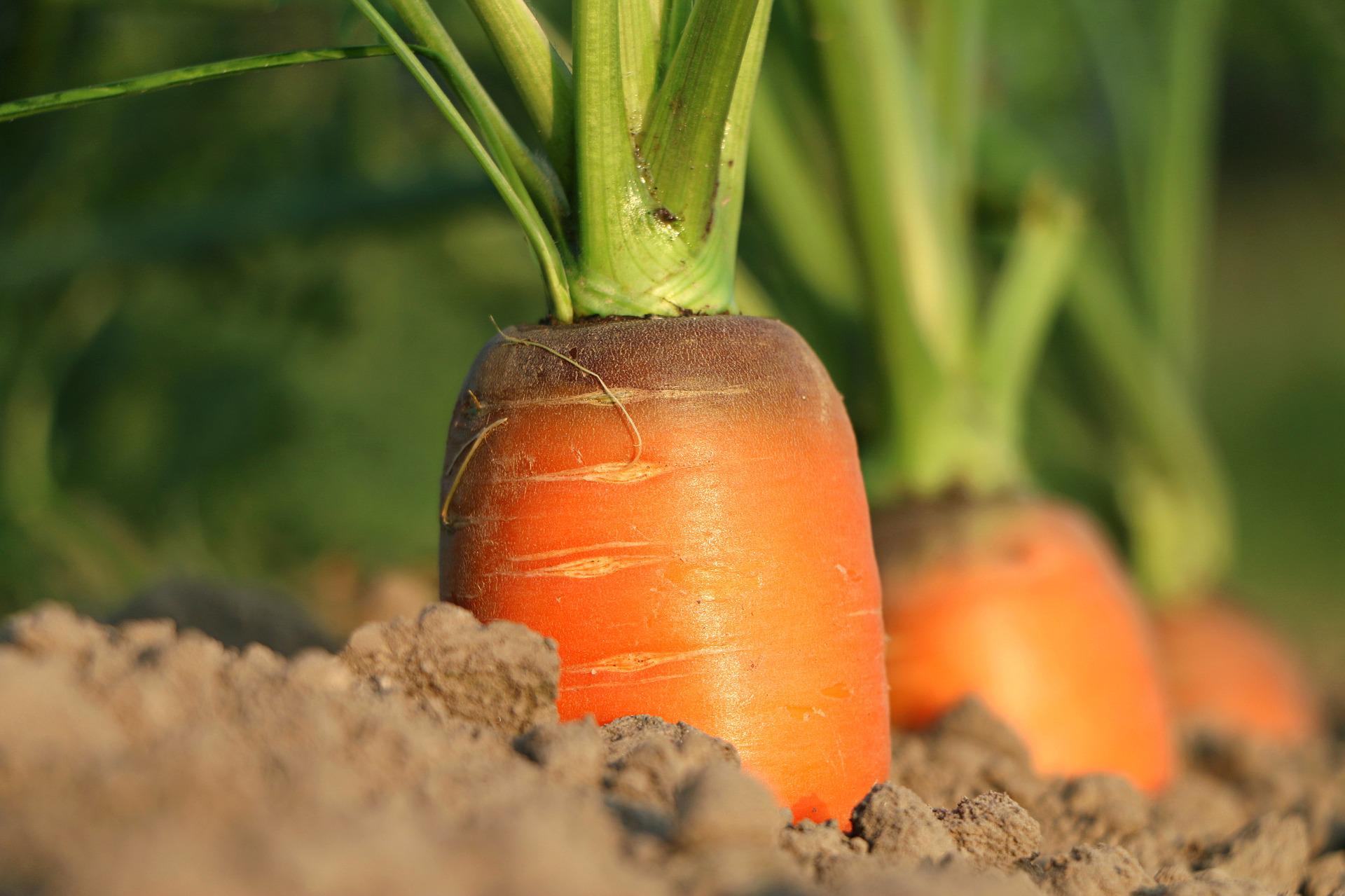 Моркови и чесън засаждане