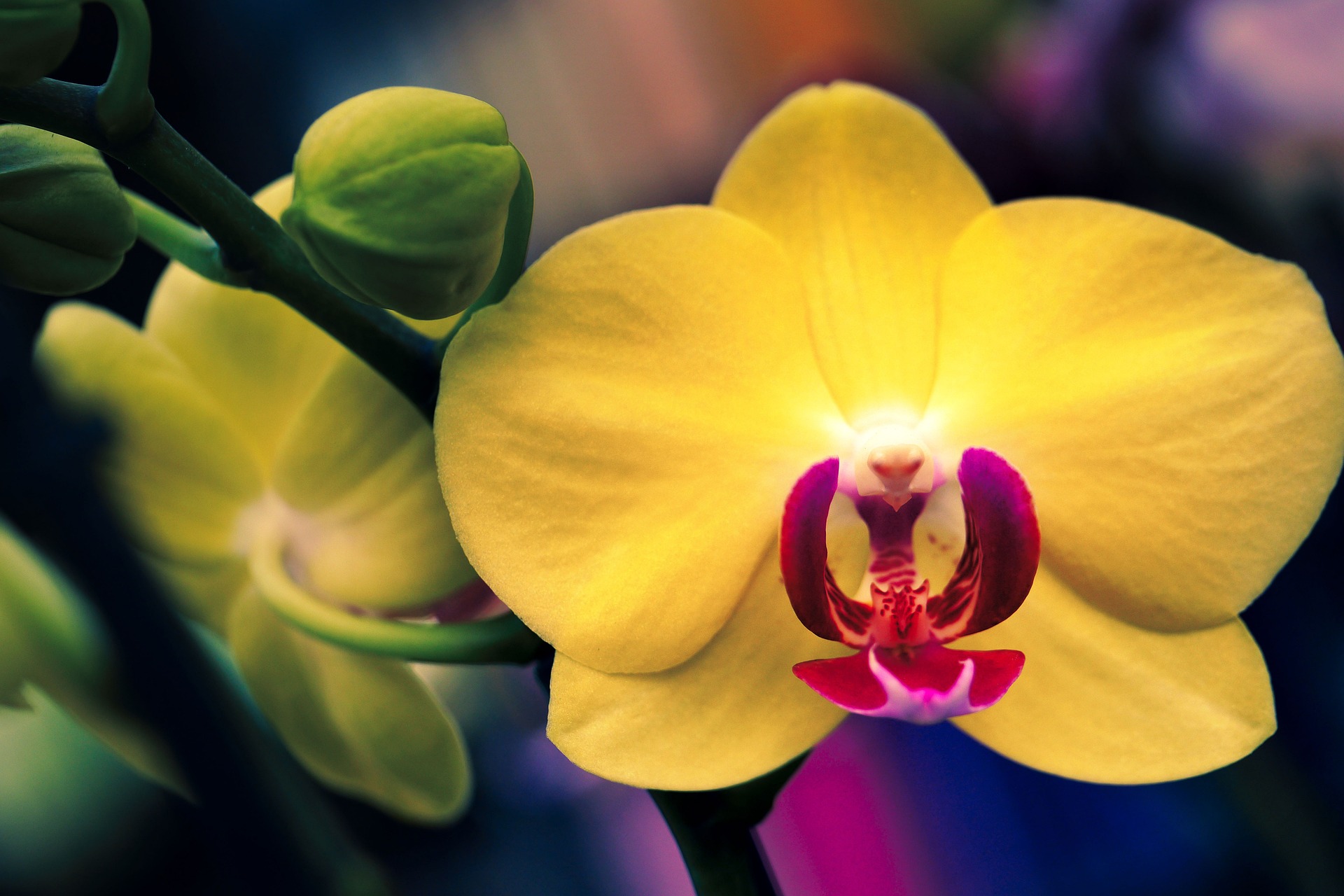 Съвети за орхидеи