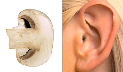 Гъбите подобряват слуха