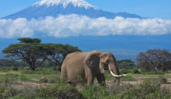 Килиманджаро, Национален парк