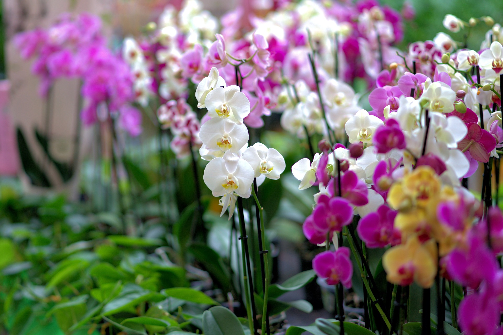 Съвети за отглеждане на орхидеи