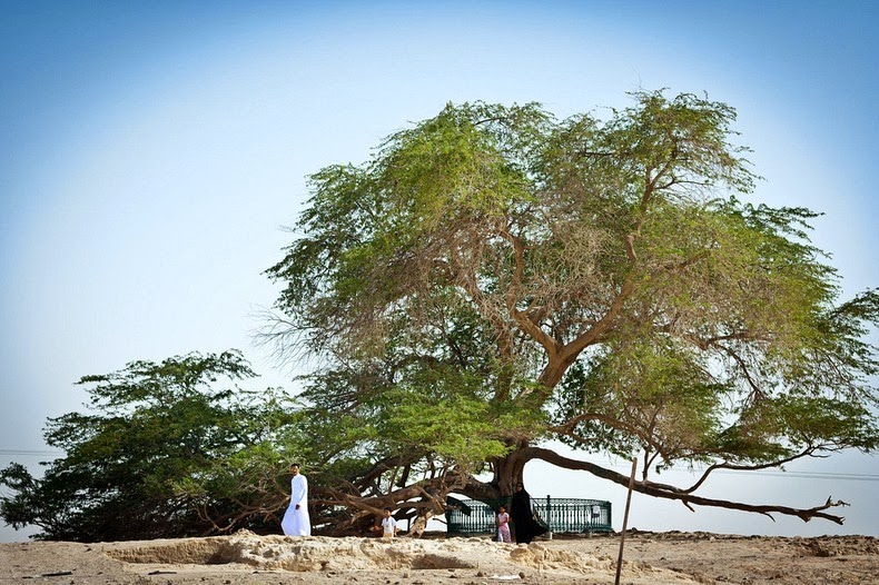 Shajarat-Ал Хаят, Дърво на живота, Бахрейн